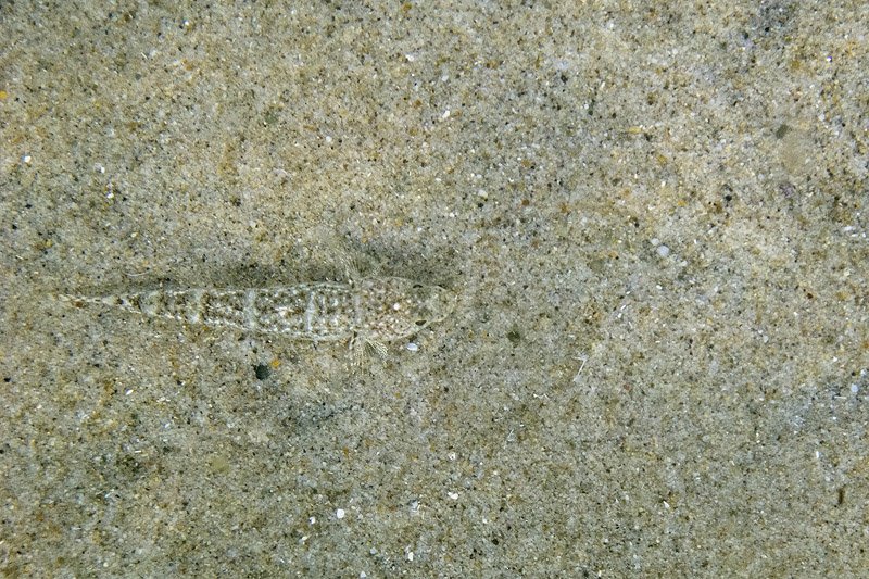 Follonica: Pomatoschistus marmoratus e Gobius niger